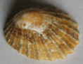 /products/patella-barbara-linneaus-1758/